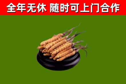 高邮回收冬虫夏草